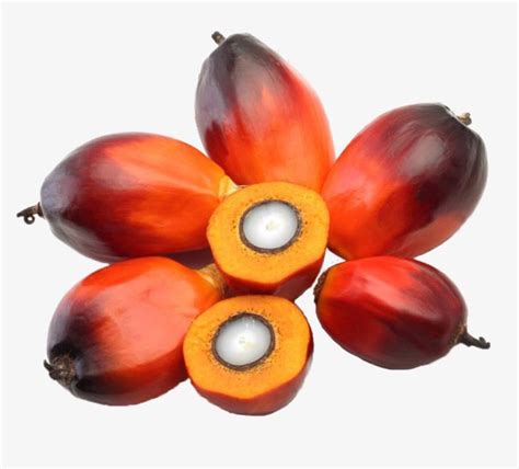 Are palm tree fruits edible? What is this palm tree with the red fruit called? - Quora