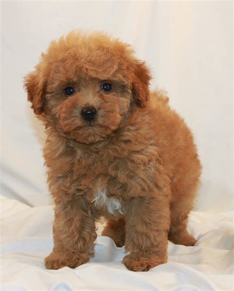 Miniature And Toy Poodle Breeder California At Scarlets Fancy Poodles