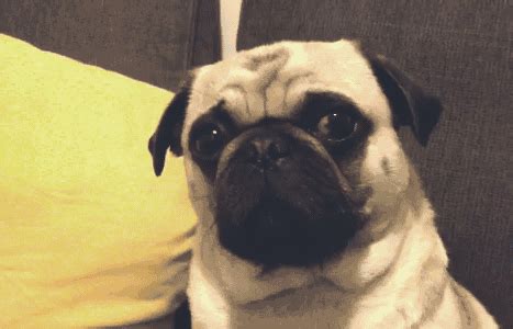 They Ve Mastered The Perfect Head Tilt Pugs Funny Pug Gifs Pugs