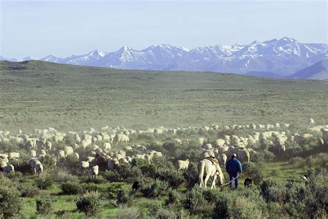 Rancher And Sheep Blmidaho Flickr