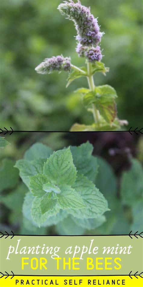 Plant Apple Mint For The Bees Apple Mint Mint Seeds Plants