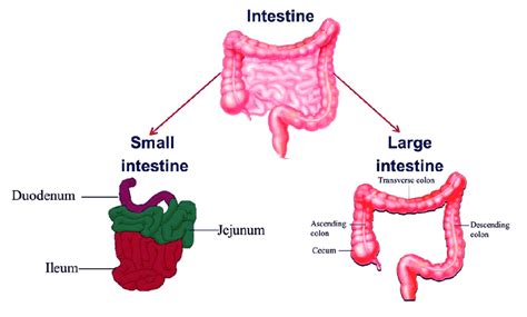 The last section of the small intestine is called the ileum and the beginning if the colon or large intestine is the caecum. The intestine is divided into the small and large ...