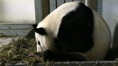 Twin Pandas Video 2013 Surprise Twin Pandas Born In Zoo Atlanta