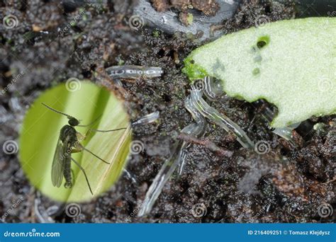 Dark Winged Fungus Gnat Sciaridae On The Soil These Are Common Pests
