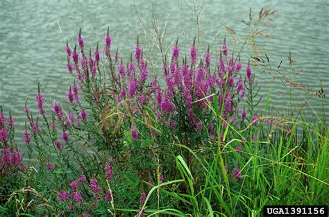 Moldova (eastern europe), it grows in summer time. purple loosestrife, Lythrum salicaria (Myrtales ...