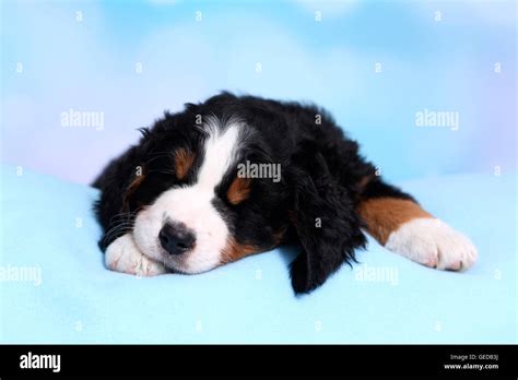Bernese Mountain Dog Puppy 6 Weeks Old Sleeping On A Blue Blanket