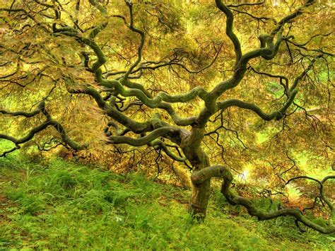 50 Of The Most Beautiful Trees In The World