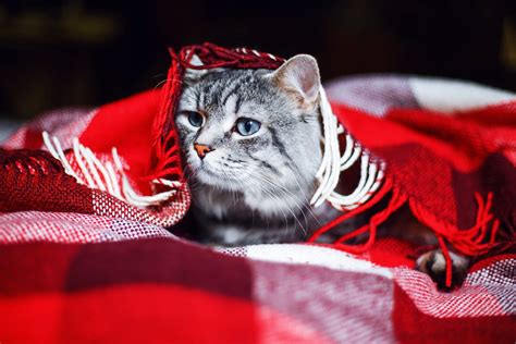 Everyone suffers from diarrhea from time to time. Diarrhoea in cats | Pet Insurance Review