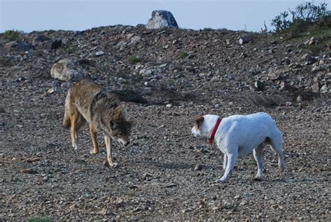 Filecoyote Vs Dog Wikimedia Commons