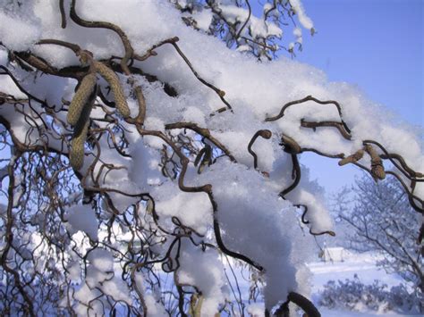 Banco De Imagens Rvore Natureza Ramo Neve Inverno Plantar