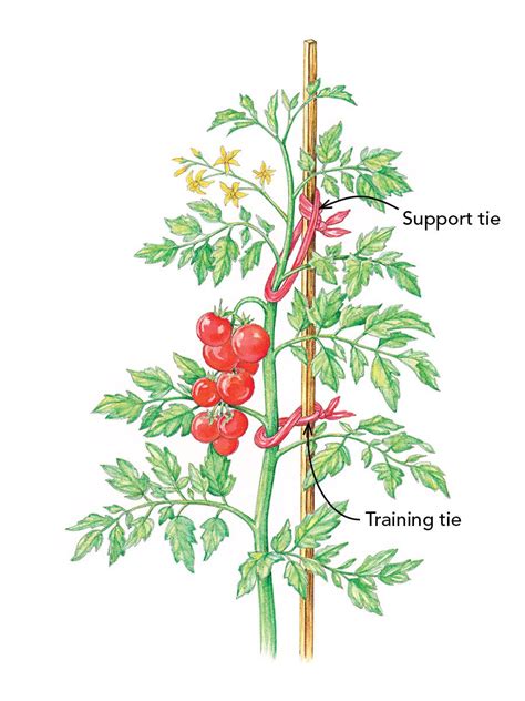 How To Prune Tomatoes Artofit
