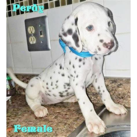 These puppies are available at the end of march 2021. 10 weeks old Dalmatian - 4 Puppies Available in ...