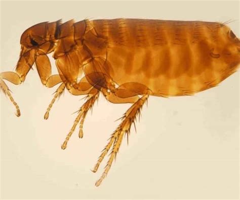 6 Different Types Of Fleas With Their Names And Characteristics