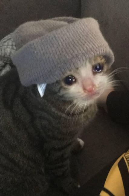 No thanks, take me back to the meme zone! Warrior Kitty — Soooo, I decided to make my own Crying Cat...