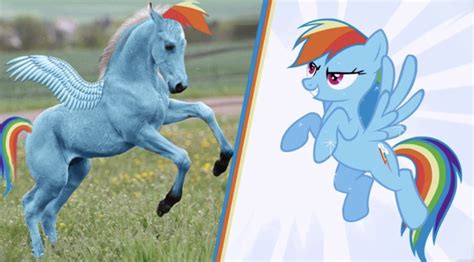 Artist Needed Safe Rainbow Dash Pony Comparison Irl Photo Ponies In Real Life