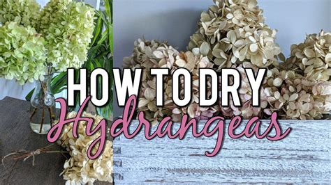 How To Dry Hydrangeas In Water Naturally Beautiful Dried