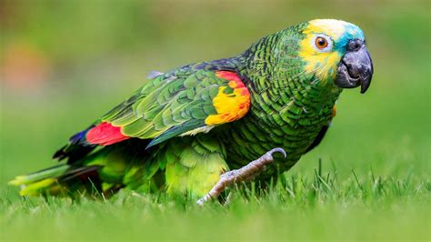 Papagaio Gaivota E Coruja