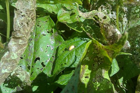 The bean beetle parasitic wasp is an example of the latter. Biological Thinking: The Ladybug's Obnoxious Cousin