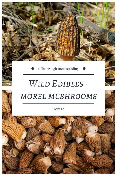 Wild Edibles Morel Mushrooms And How To Find Them Wild Edibles