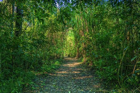Path Through A Jungle Photograph By Ann Moore Fine Art America