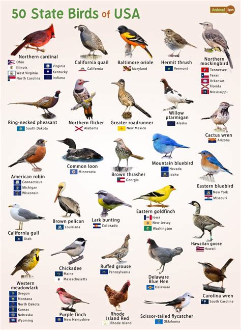 Birds Found In The United States Of America