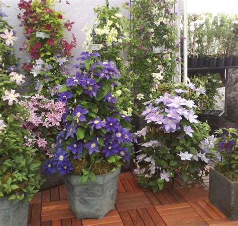 When you are growing a clematis the first thing you have to consider is which plant to choose. 24 Best Vines for Containers | Climbing Plants For Pots ...
