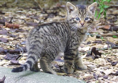 The Scottish Wildcat Or Kitten Милые котики Бездомные коты