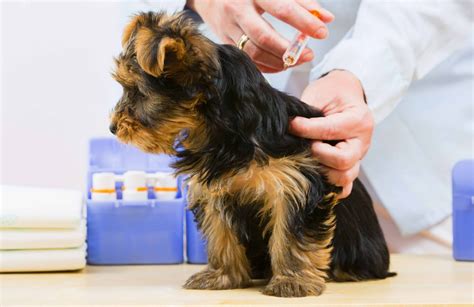 This vaccine is required by law in all 50 states. Puppy Vaccinations - Scheduling Immunization Shots ...