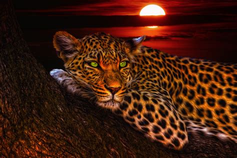 Download Sunset Sun Tree Green Eyes Animal Leopard 4k Ultra Hd Wallpaper