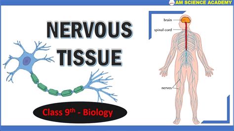 Nervous Tissue Nerve Cells Structure Function Class 9