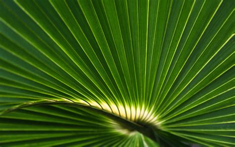 Download Wallpaper 3840x2400 Palm Leaf Leaf Stripes Macro Green 4k
