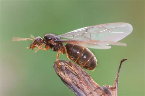 How To Get Rid Of Flying Ants In 2021 Flying Ants Wasp Traps Ants