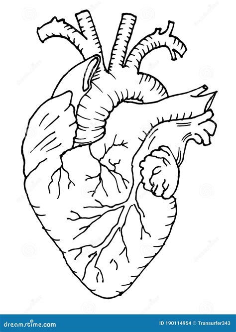 Contour Vector Outline Drawing Of Human Heart Organ Stock Vector