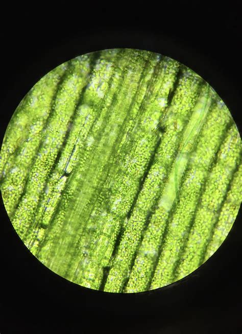 Plant Cells Under The Microscope Plant Cell Microscopic Photography