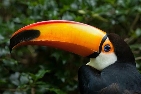 Top Wildlife Experiences in Costa Rica | kimkim