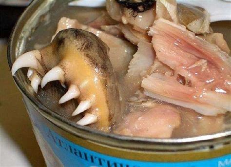 20 Nasty Canned Foods That Will Make You Retch Boredombash