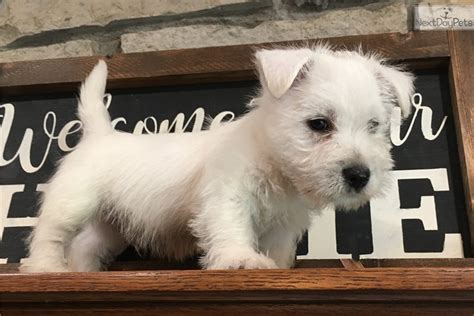 Maxwell West Highland White Terrier Westie Puppy For Sale Near