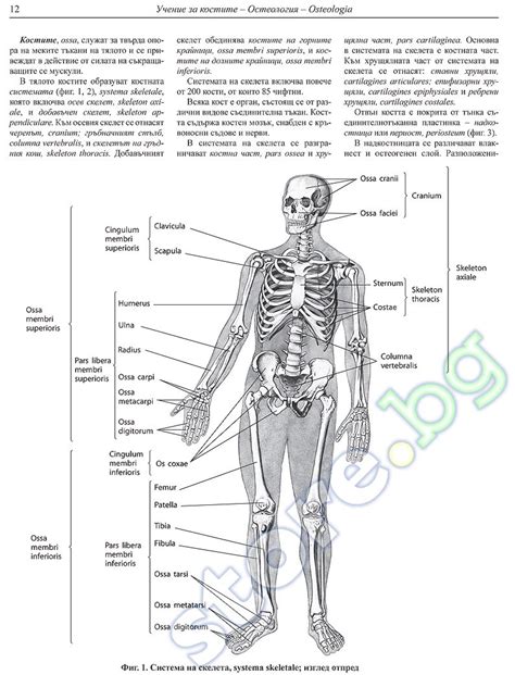 Storebg Атлас по анатомия на човека том 1 Остеология Артрология