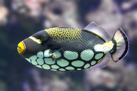 Uq Triggers Reef Fish Colour Vision Study Uq News The University Of