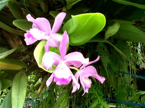 Orchid Flower, Orchid Plant, Orchid Species, Orchid Hybrid, Orchid Care, Orchid Collection ...