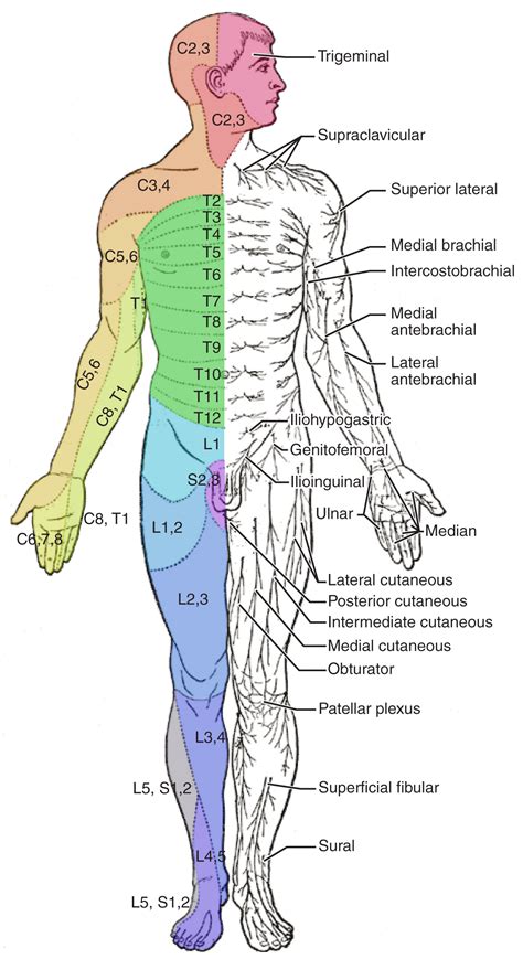 136 Testing The Spinal Nerves Sensory And Motor Exams Anatomy