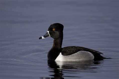 Ring Necked Duck Ndow