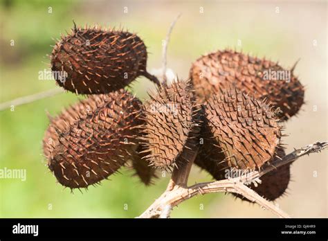 Spiky Seed Pod Madagascar Stock Photo Alamy