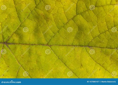 Green And Yellow Macro Shot Of Autumn Leaf Texture Stock Image Image