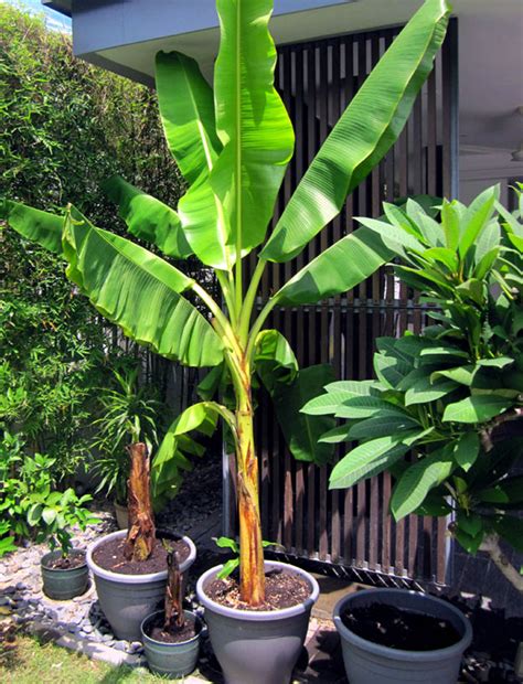 11 Growing Banana Plants In Pots Ideas In 2021 Gardendream2