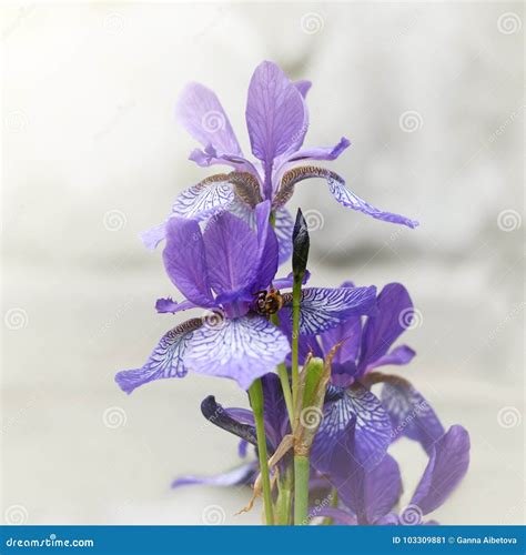 Fleur De Lis Flower In A Garden Stock Image Image Of Botany Iris