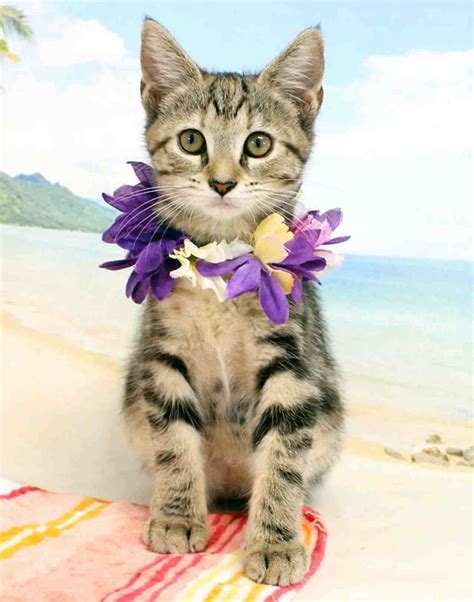 Honolulu Cat Adoptions - Adoptable Pet Listings