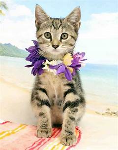 Spread The Love Share The Joy Of Free Pet Adoption On Craigslist Oahu