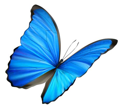 Transparent Background Butterfly Clipart Blue Canvas Ily