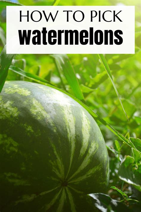 Top 7 How To Pick A Watermelon Male Or Female